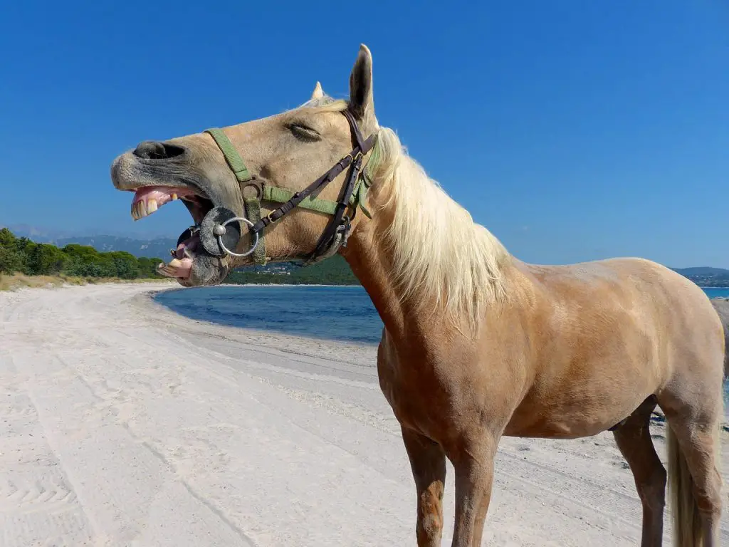 The Importance of Maintaining the Health of Your Horse's Mouth