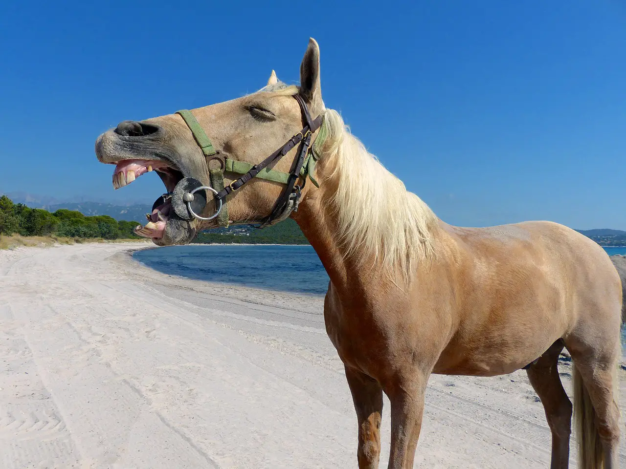 The Importance of Maintaining the Health of Your Horse's Mouth