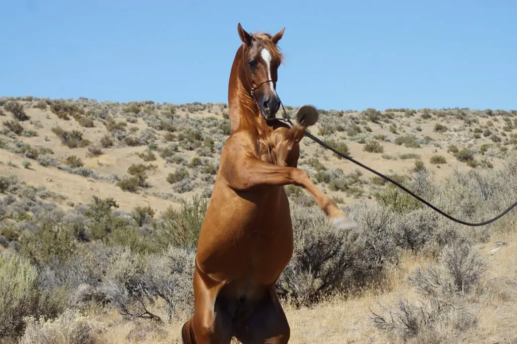 Calming the Anxious Horse