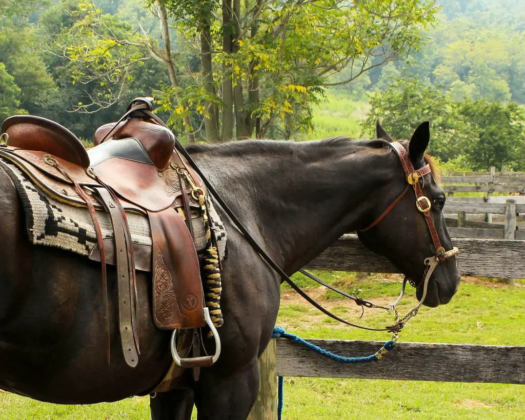 A Buyer's Guide To Trail Saddles