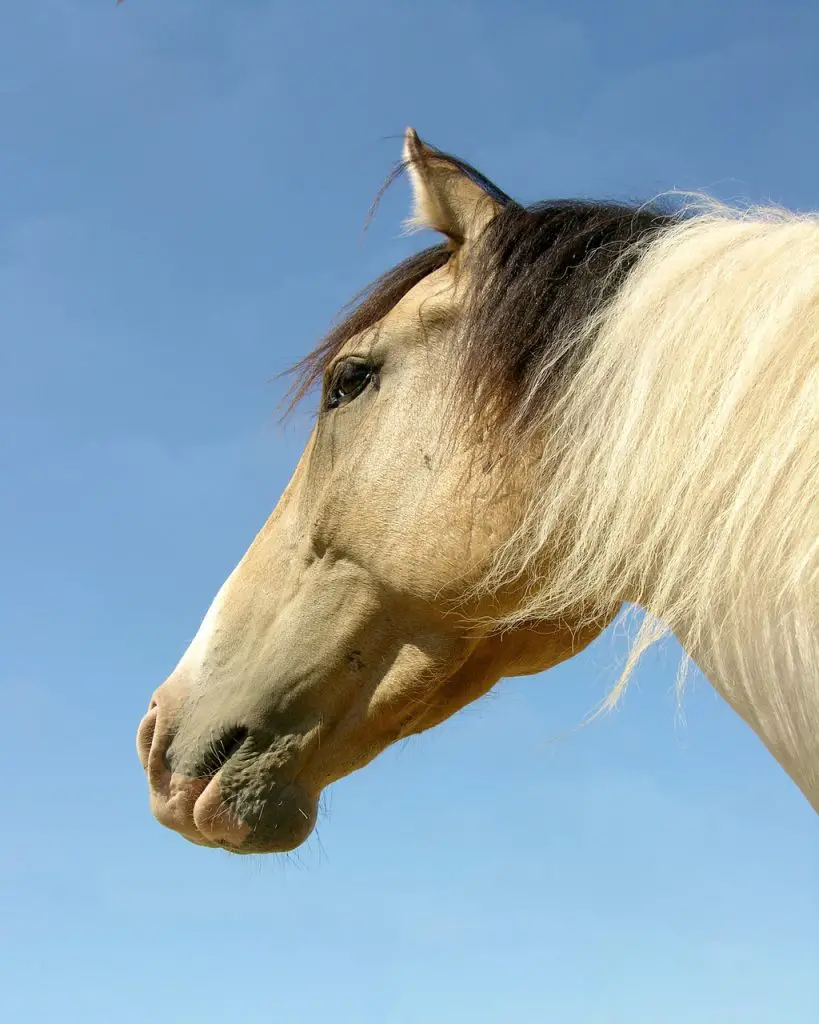 Jaw Swelling in Horses