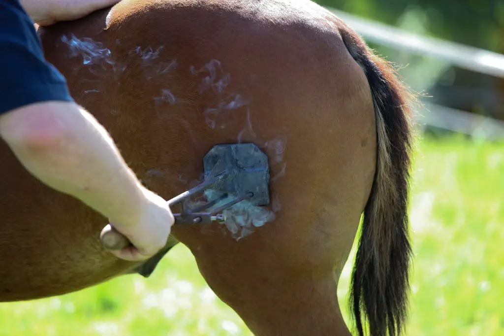 Horse Branding