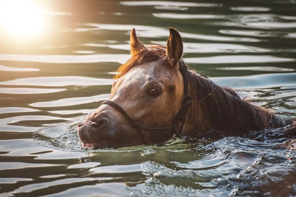 Can Horses Swim, Float, or Do They Sink Like a Stone