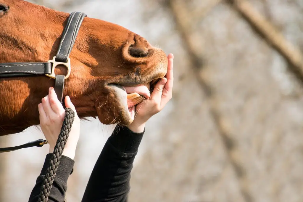 How to tell a horse’s age by looking at his teeth