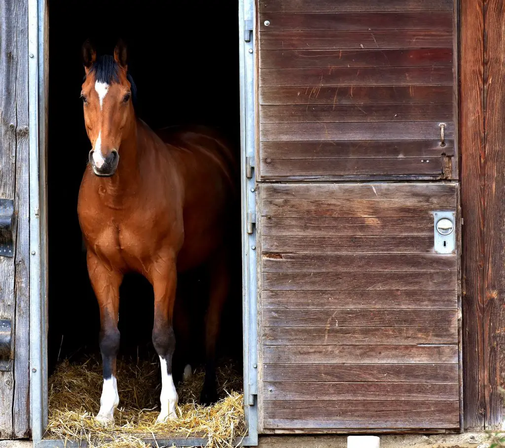 Bedding Horses on Straw