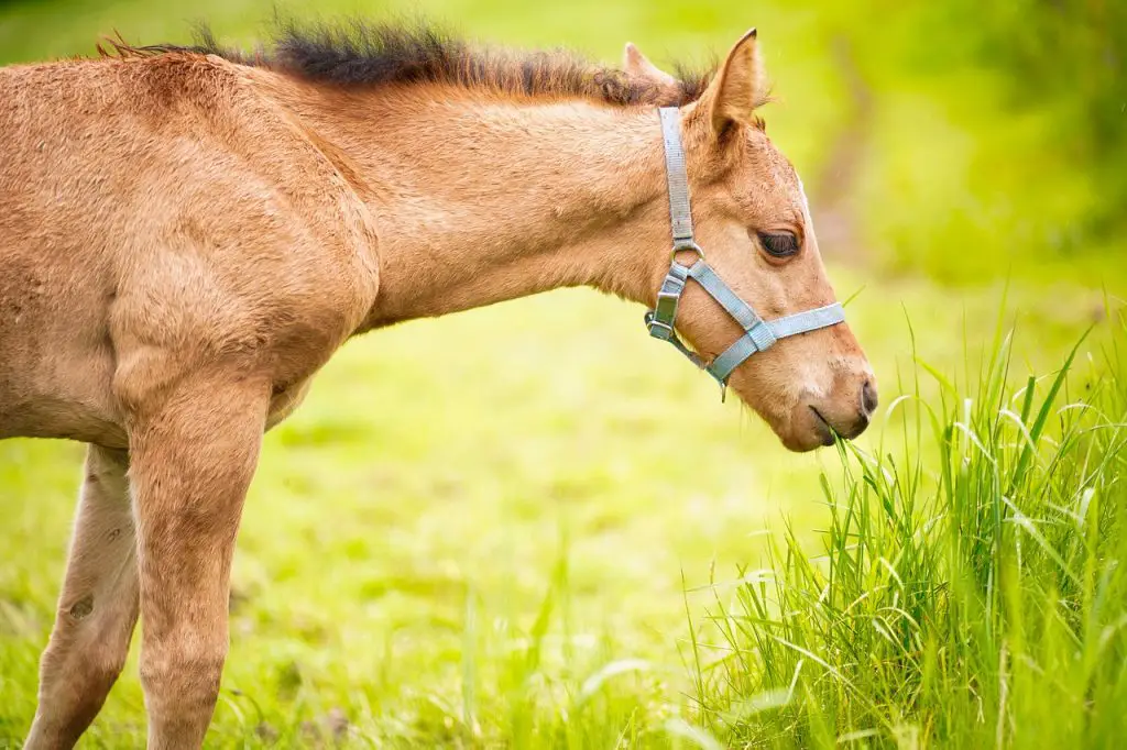 Barley in Horse Feeds