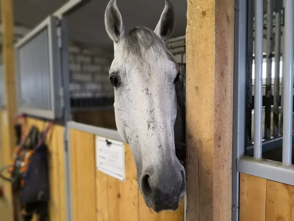 Prevent Stall Boredom For Horses