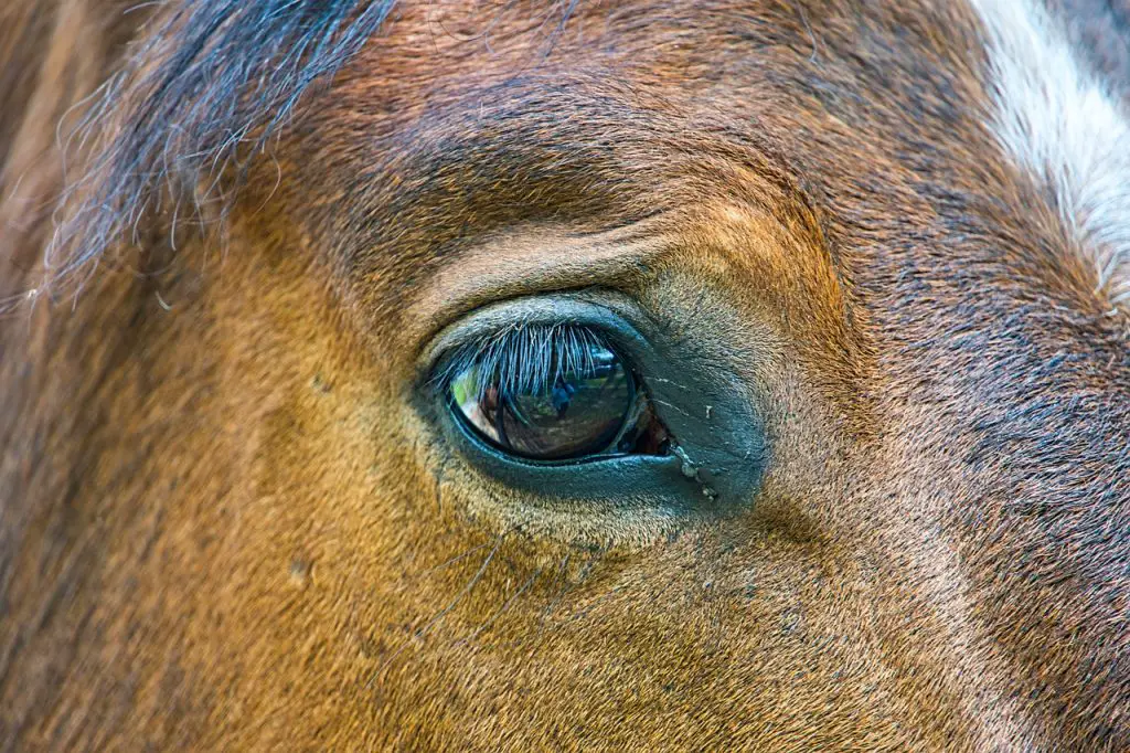 Eyeballing Conjunctivitis in Horses