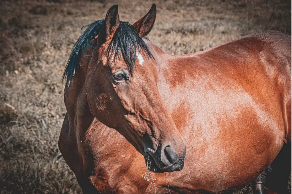 Equine Ophthalmology for Horse