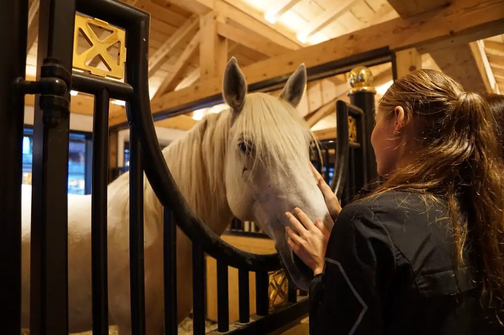Separation Anxiety in Horses