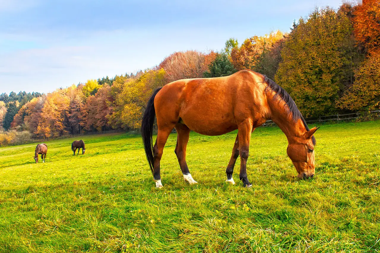 Why Can’t Horses Eat Cut Grass
