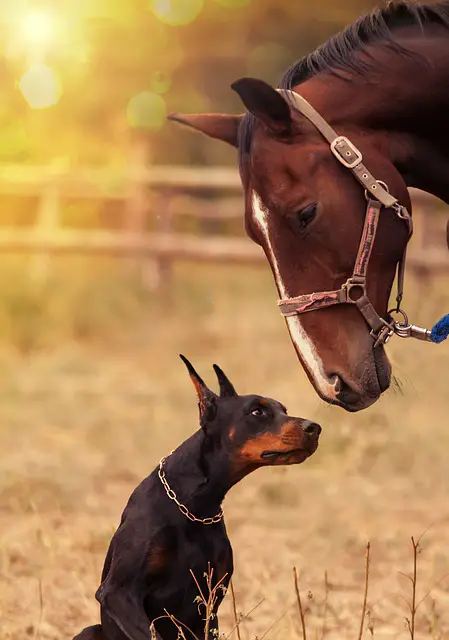 New Dog to Horses