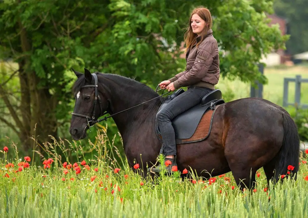 Riding a Pregnant Horse 