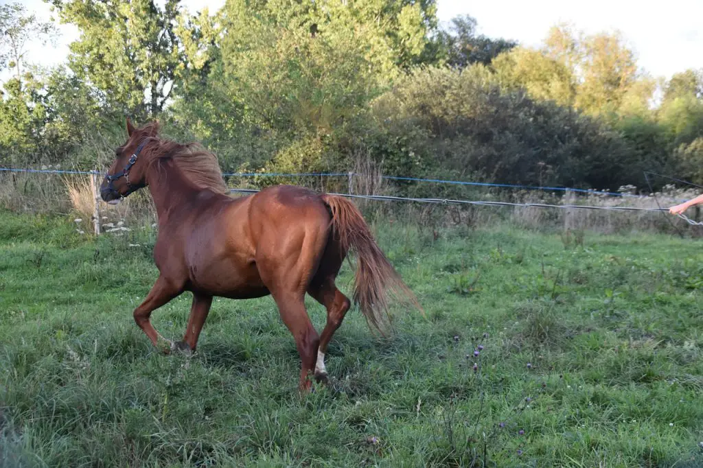 Managing a “Macho” Gelding