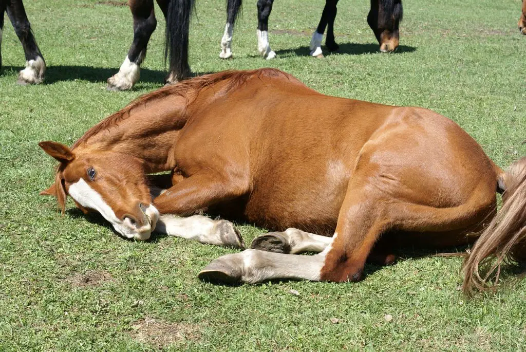 Do Horses Ever Lay Down?