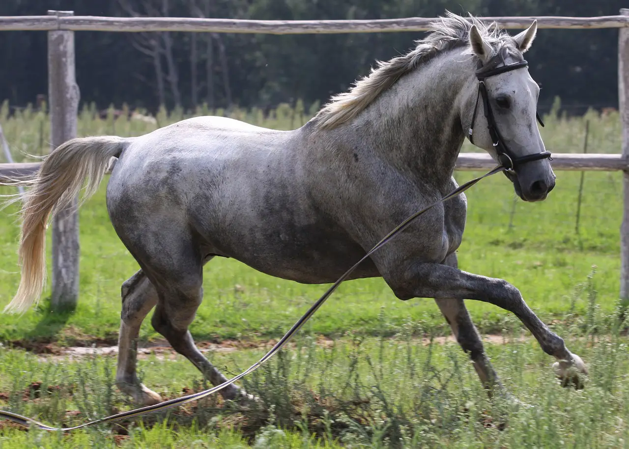 Flea Bitten Grey Horse