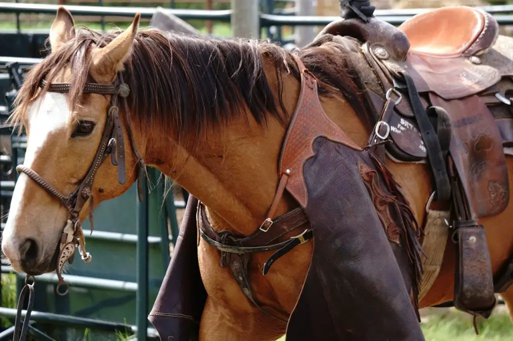 Appendix Quarter Horses