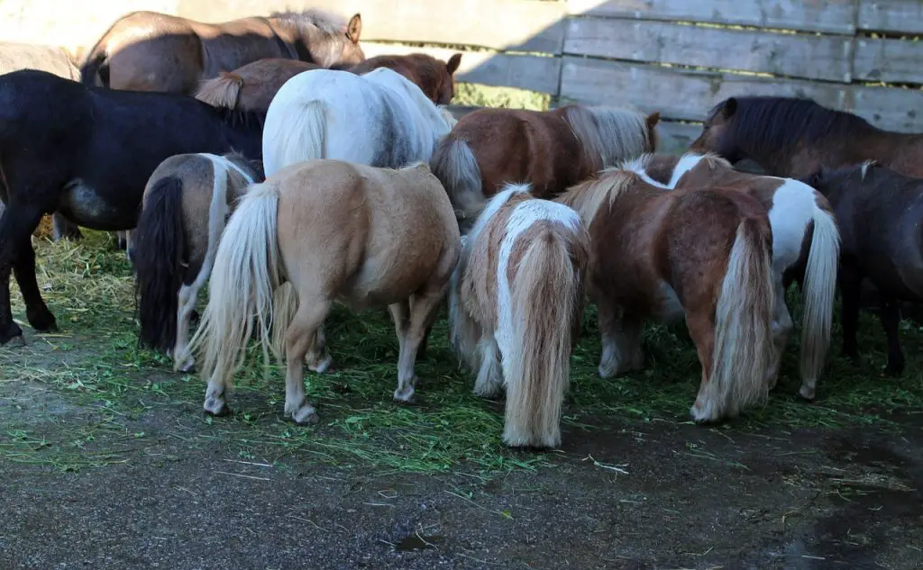 Benefits of Beet Pulp for Horses