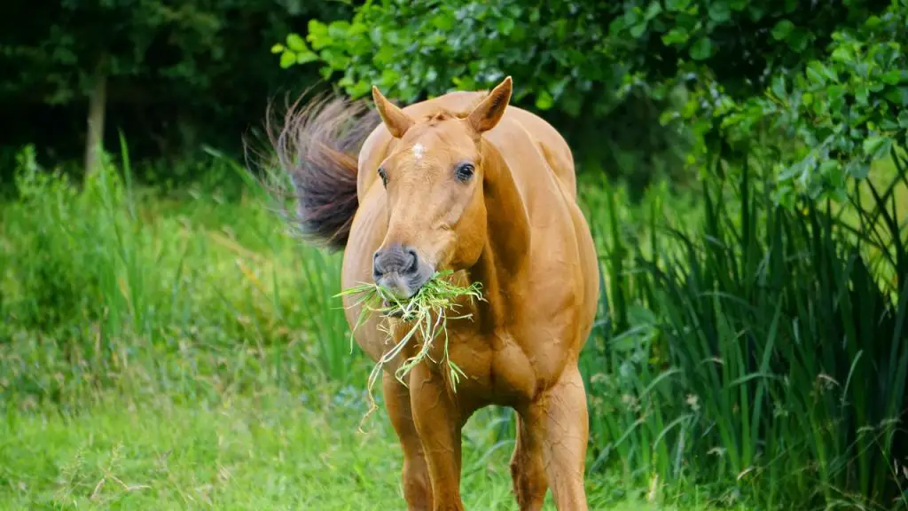 Are Horses Omnivores