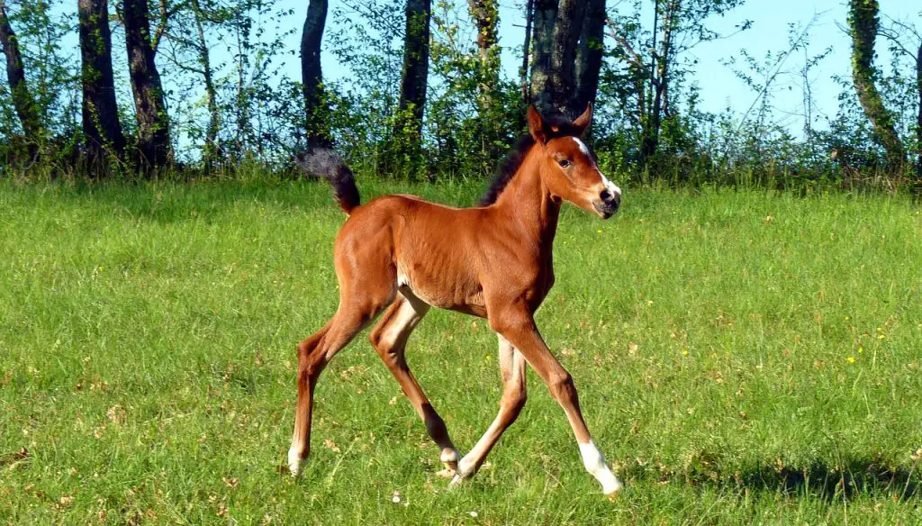 Putting Weight on a Skinny Horse