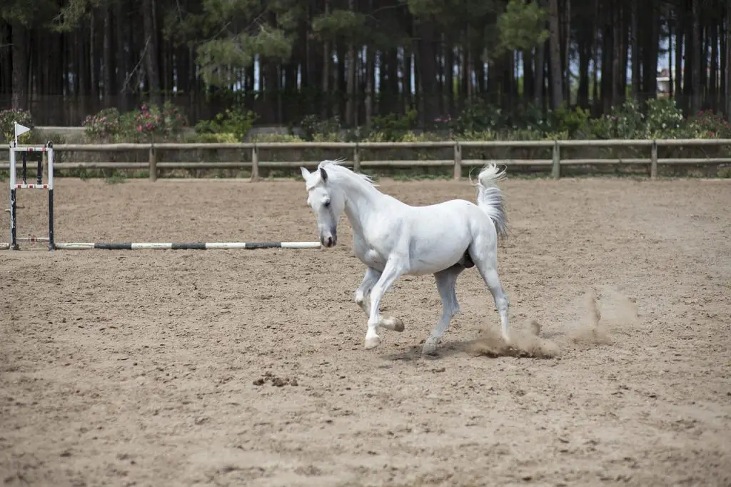 What is a Gaited Horse