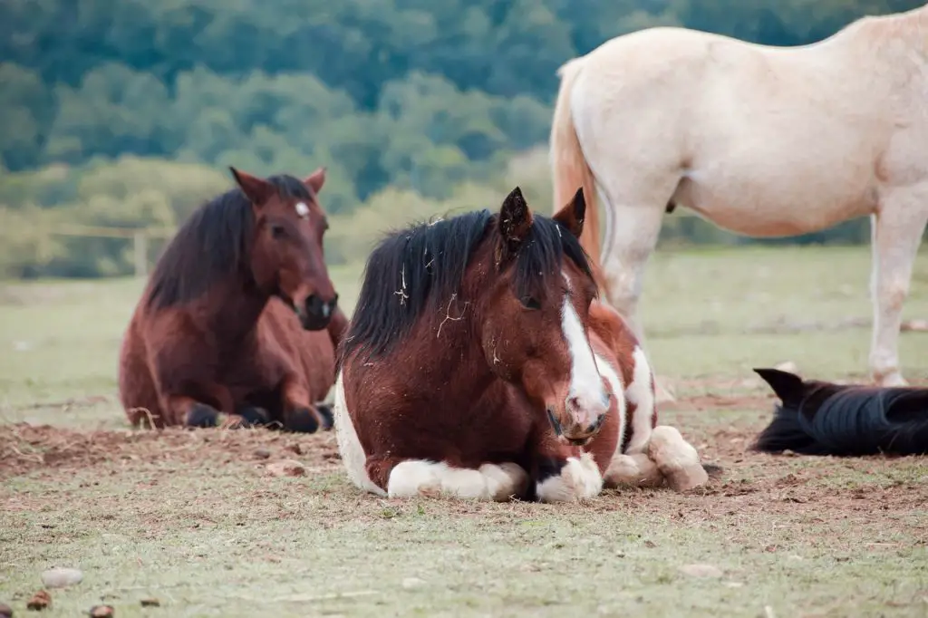 Vitamins for Horses