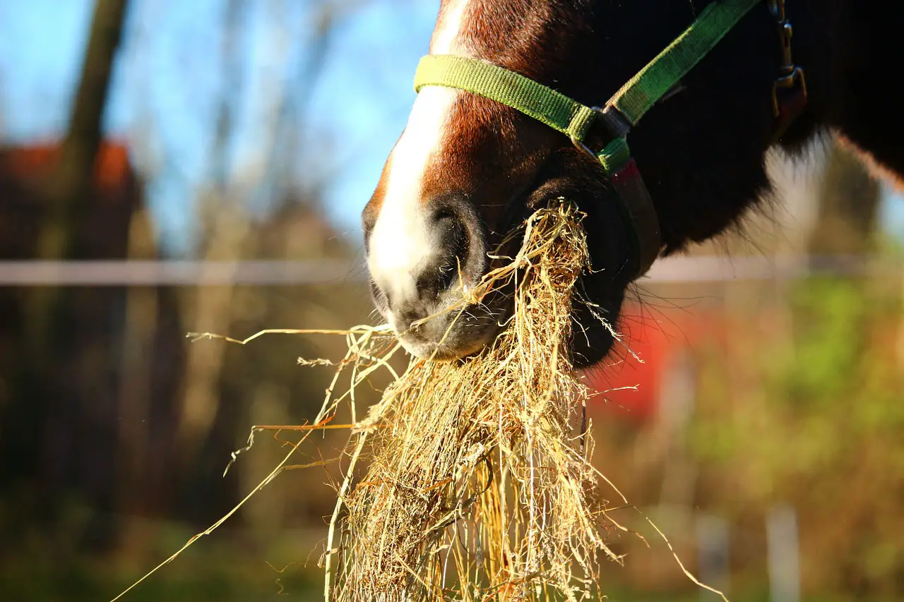 Color of Horse Hay