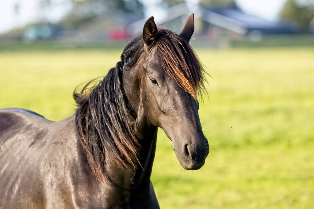 Smoky Black Horse 