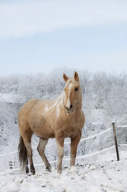 Palomino Horse