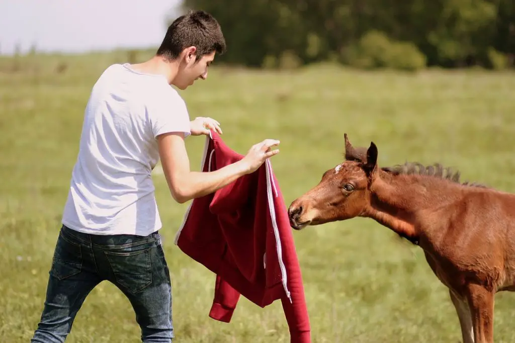 Ways to Bond With Your Horse