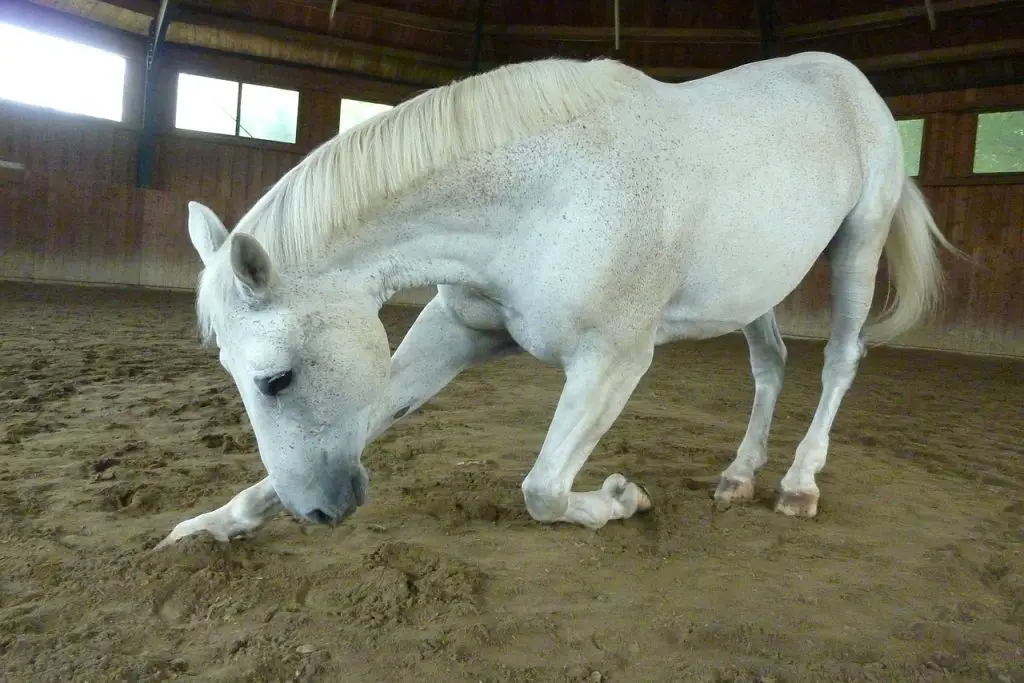 Buying a Horse With a Bowed Tendon