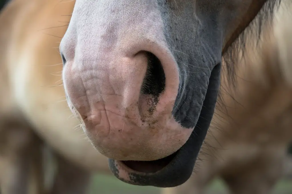 Runny Nose on Horse