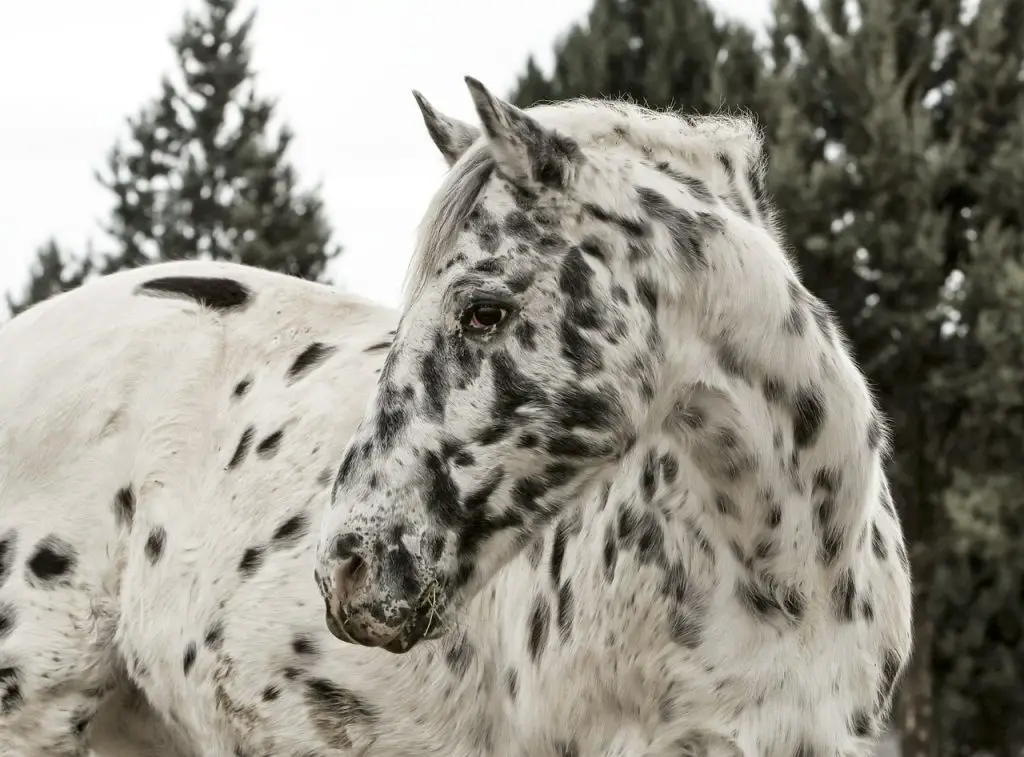 Appaloosa Horse Coat Genetics