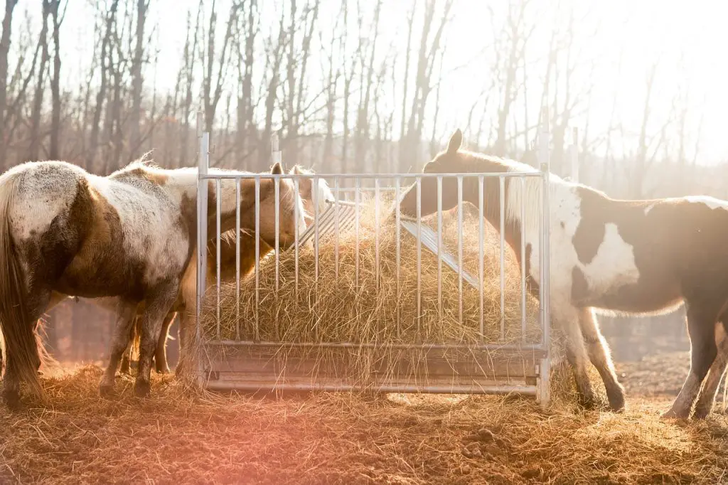 Costs of Feeding Your Horse