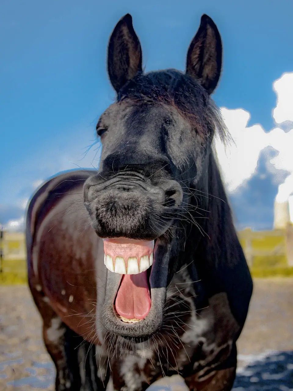 Why Horses Show Their Teeth