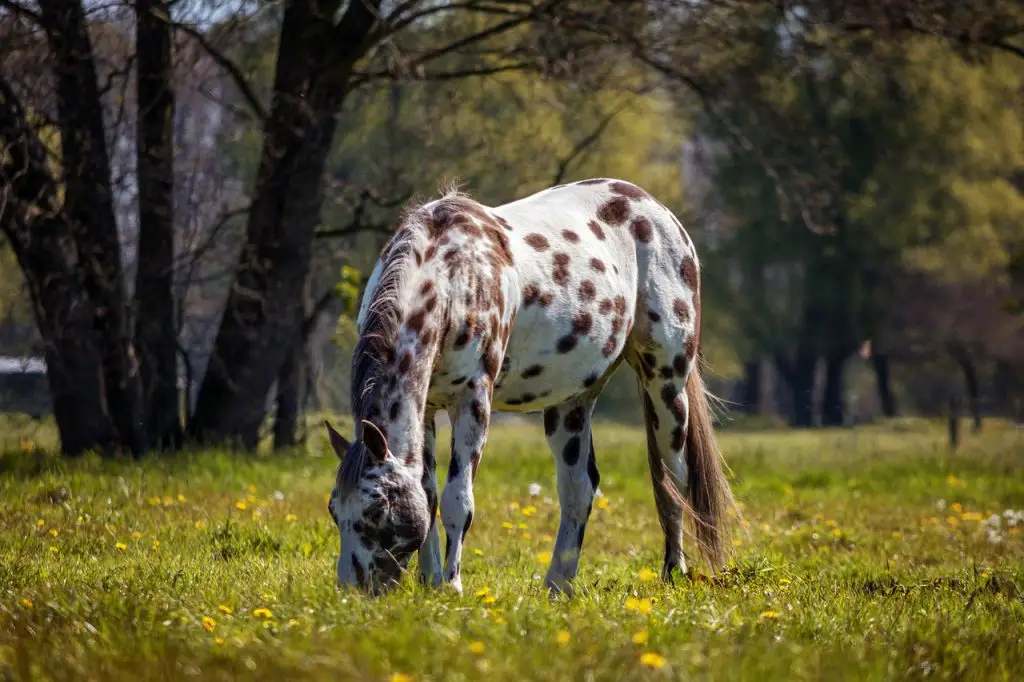 Facts About The Appaloosa