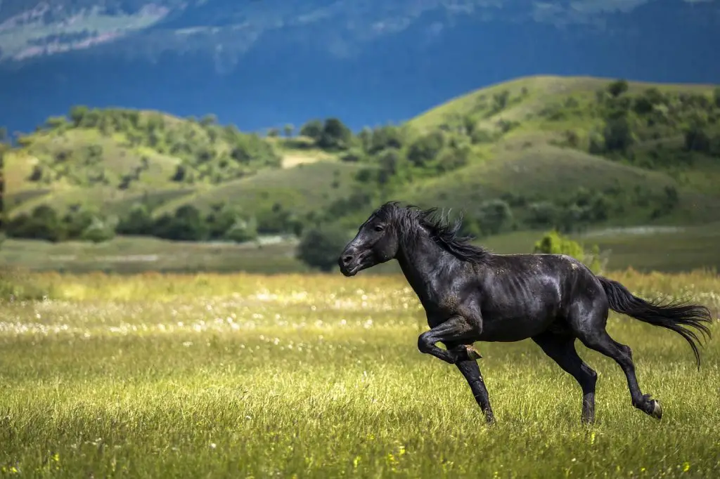 Sweeney in Horses