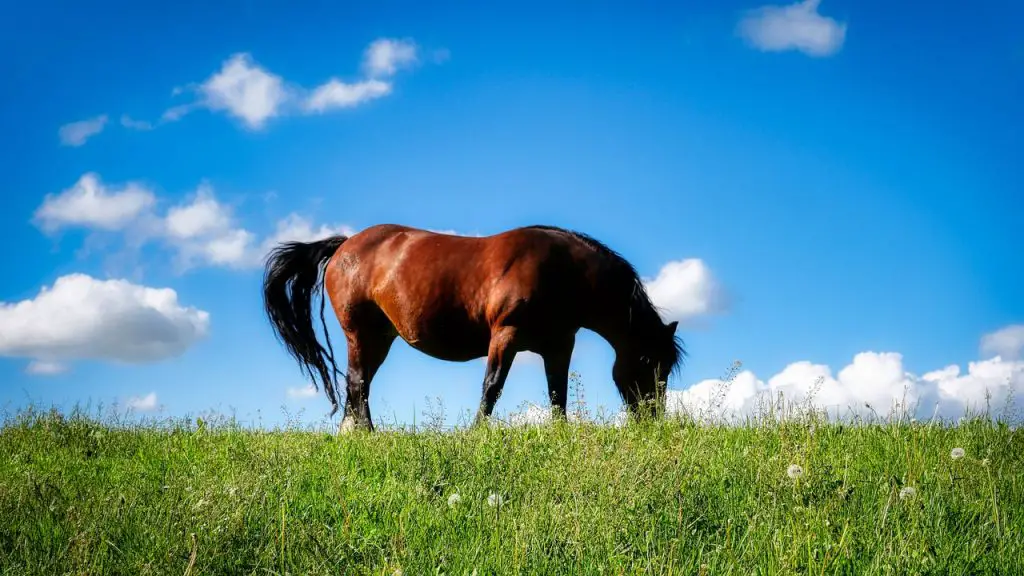 Valerian for Calming Horses