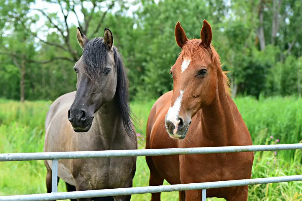 Choosing Forages for Horse Pastures