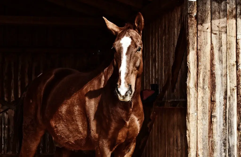 Devil’s Claw Safe for Horses