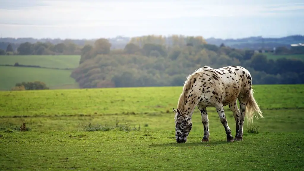 Piebald Horse