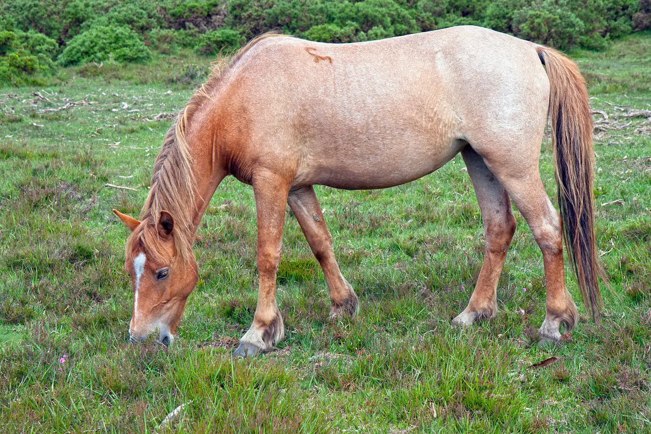 Strawberry Roan Horse