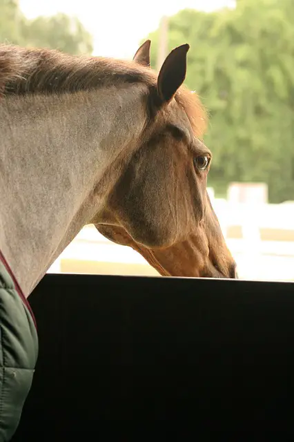 How to stop stall weaving in horses