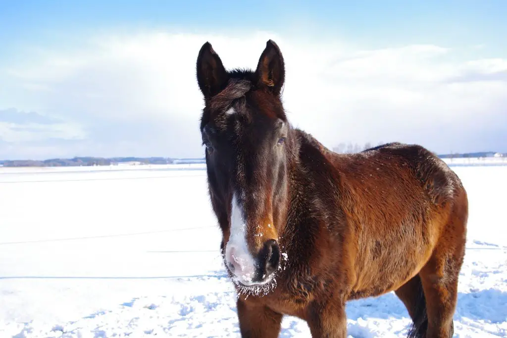 Hive And Skin Allergies on Horses