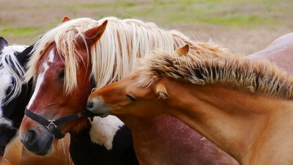 Hot Blood, Warm Blood, Cold Blood in Horses