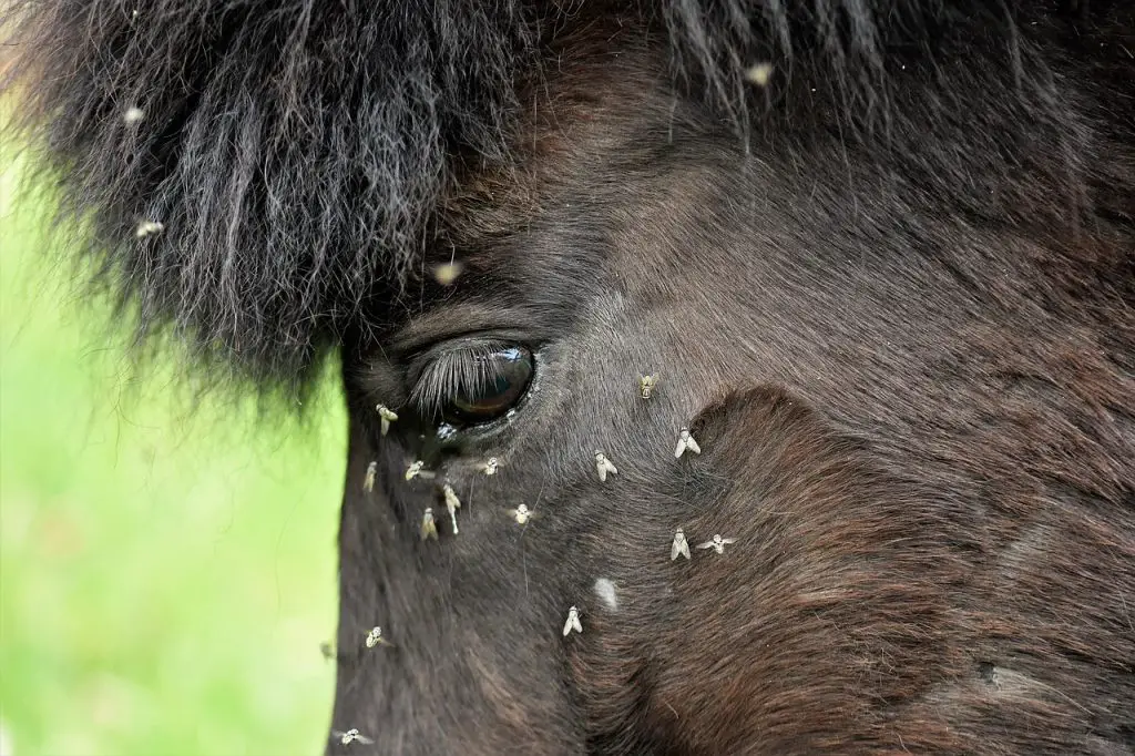 Why Do Horseflies Bite