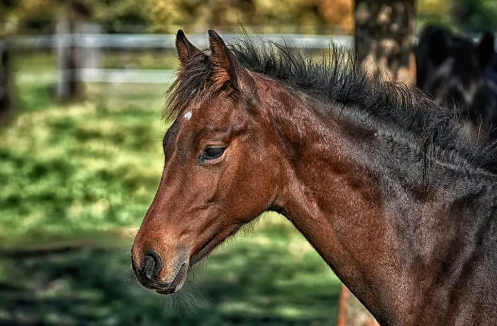 Horse Going Bald