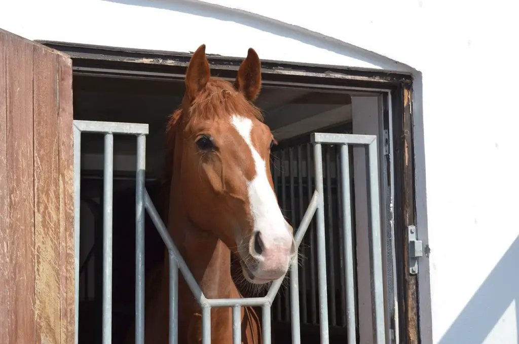 Dutch Warmblood