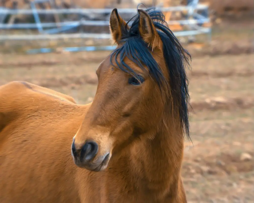 Horse’s Pedigree