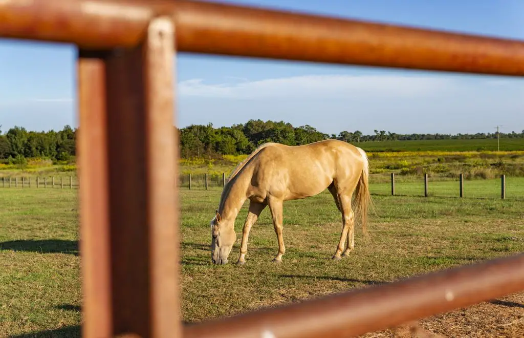 Flax for Your Horse